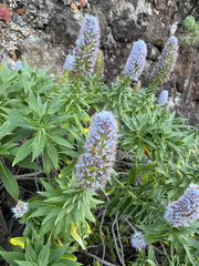 Echium nervosum, photograph (c) Rob Felix, some rights reserved (CC BY)