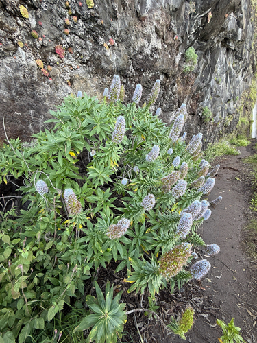 Echium nervosum, photograph 2