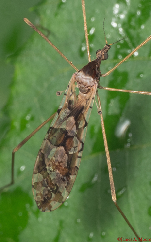 Spectacled Crane Fly photo 5
