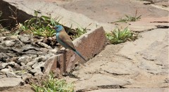 Uraeginthus cyanocephalus