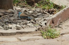 Uraeginthus cyanocephalus