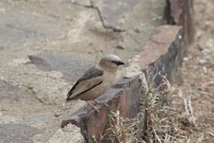 Pseudonigrita arnaudi