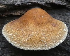 Crepidotus eucalyptorum
