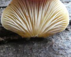 Crepidotus eucalyptorum