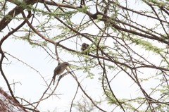 Pseudonigrita arnaudi