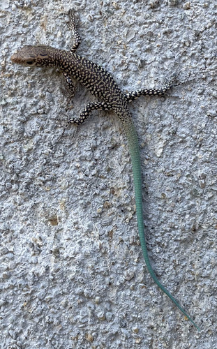 Baran’s Lizard