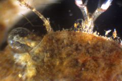 Liocarcinus navigator