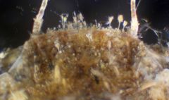 Liocarcinus navigator