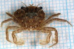 Liocarcinus navigator