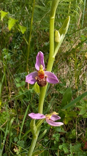 Bee Orchid