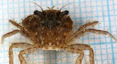 Liocarcinus navigator