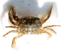 Liocarcinus navigator