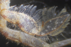 Liocarcinus navigator