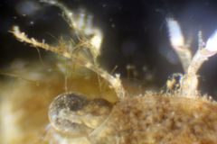 Liocarcinus navigator