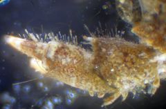 Liocarcinus navigator