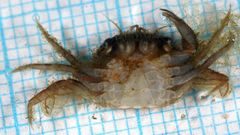 Liocarcinus navigator