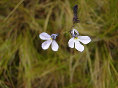 Lobelia tenera