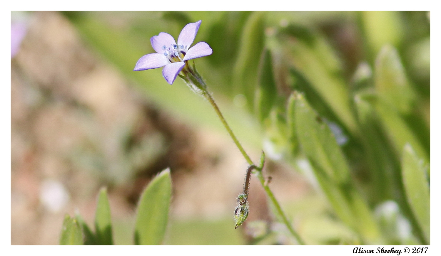 Gilia interior