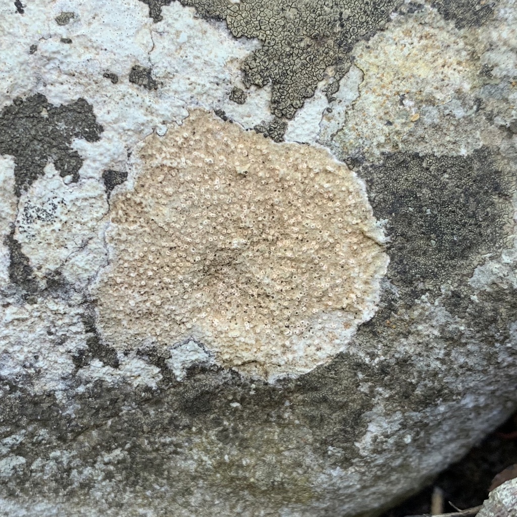 Farlow's Immersed Lichen