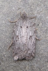 Acleris maximana