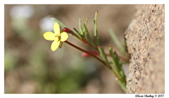 Camissonia strigulosa