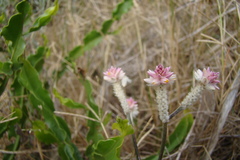 Pfaffia tuberosa
