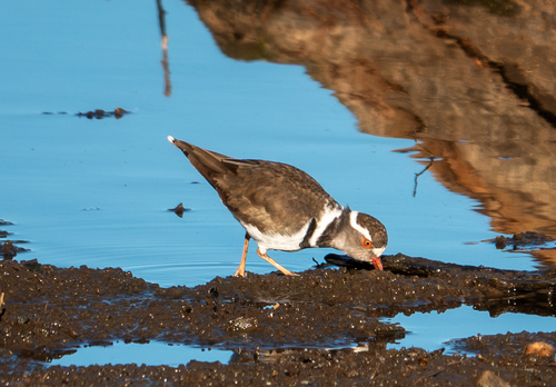 iNaturalist: (c) zoetrautman, some rights reserved (CC BY-NC) iNaturalist image