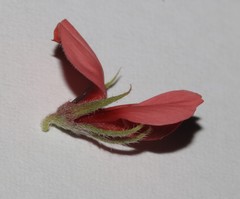 Indigofera digitata