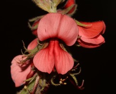 Indigofera digitata