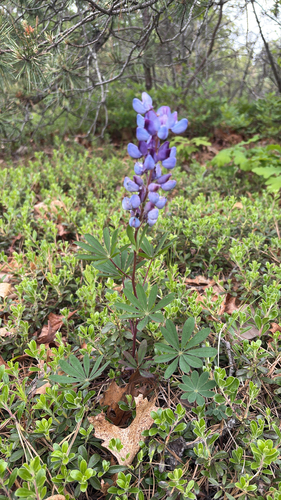 Wild Lupine