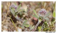 Trifolium albopurpureum