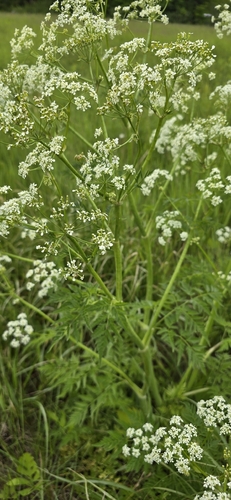 Cow Parsley