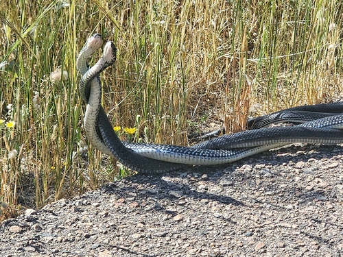 Green Whip Snake