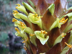 Puya angulonis