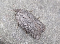 Acleris maximana