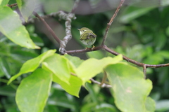 Phylloscopus inornatus