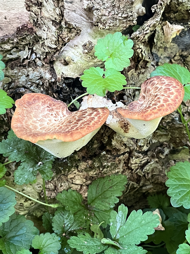 Dryad's Saddle · May 2026 · photo: Photo: (c) Aenet Anthony, some rights reserved (CC BY) · iNaturalist