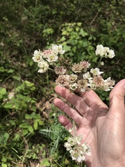 Hymenopappus artemisiifolius