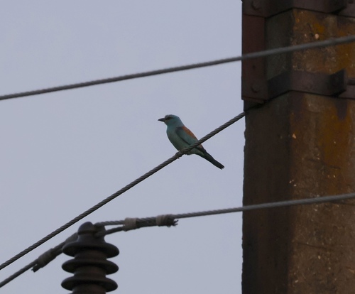 European Roller