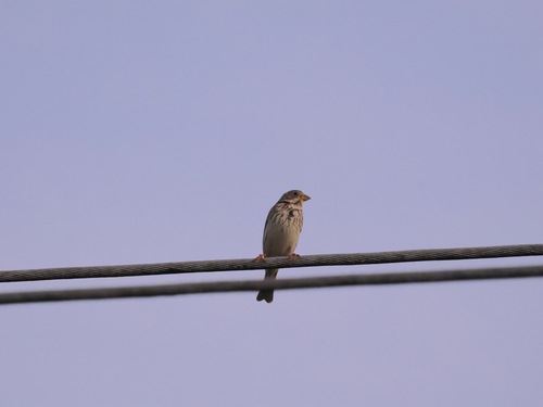 Corn Bunting