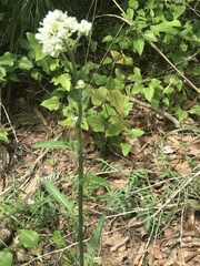 Hymenopappus artemisiifolius