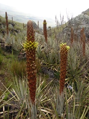 Puya angulonis