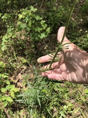 Hymenopappus artemisiifolius