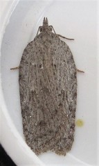 Acleris maximana