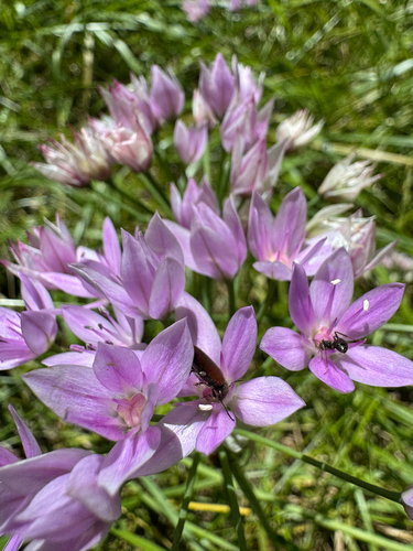 Allium unifolium