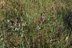 Salix myrtilloides