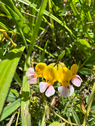 Hosackia gracilis, photograph 4