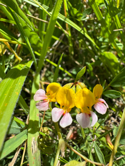 Hosackia gracilis, photograph (c) wildflowerwatching, some rights reserved (CC BY)