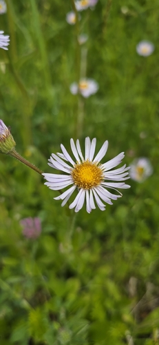 robin's-plantain