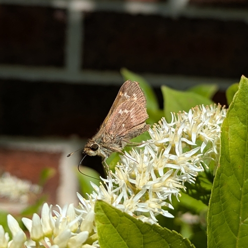 Huron Skipper